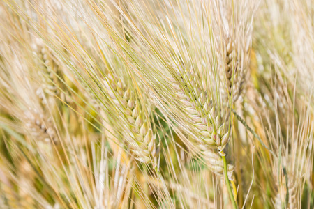 Field of rye ears of future bread in early summerの写真素材