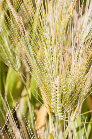 Field of rye ears of future bread in early summerの写真素材