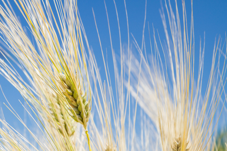Field of rye ears of future bread in early summerの写真素材