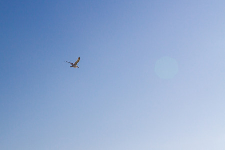 Bird Albatross is flying in the blue sky