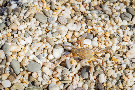 Live crab sitting on small stones on the beach in the summerの写真素材