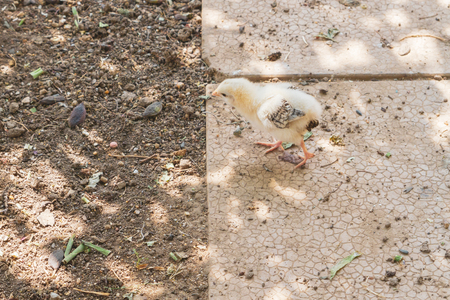 A small chicken walking on the village yardの写真素材