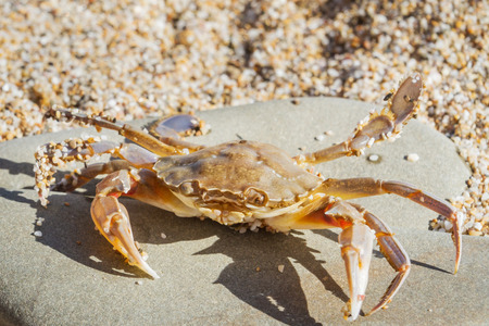 Live crab sitting on a flat stone on the beachの写真素材