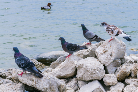 Pigeons sit on large stones in the lakeの写真素材