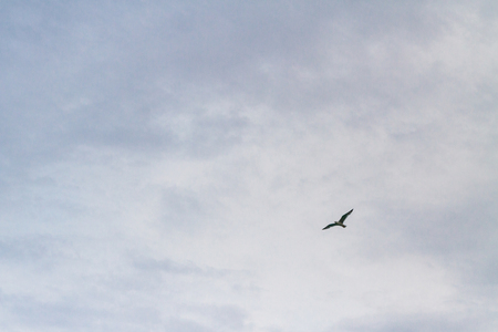 Albatross bird flying in the cloudy sky in summer over the seaの写真素材
