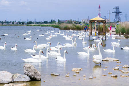 Evpatoria, Crimea, Russia.17 June 2018. The famous lake with swans in Evpatoria in summer.