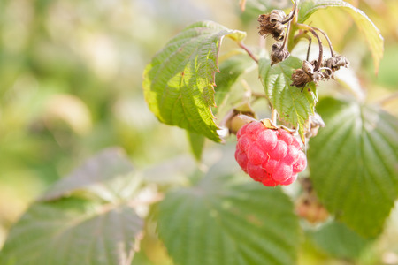 Raspberry Bush in summer with Mature berries in Sunny weather
