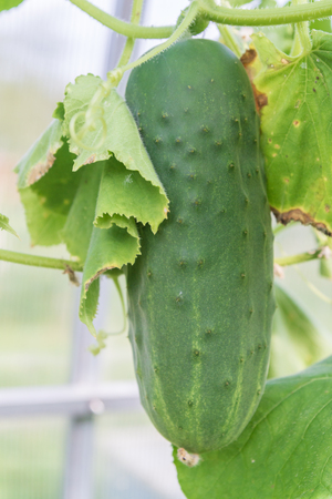 Cucumbers hanging on a branch ripen in the greenhouseの写真素材
