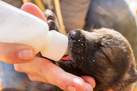 Little newborn puppy dog pooch drinks milk from a bottleの写真素材