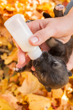Little newborn puppy dog pooch drinks milk from a bottleの写真素材