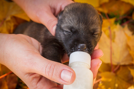 Little newborn puppy dog pooch drinks milk from a bottleの写真素材