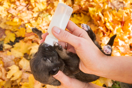 Little newborn puppy dog pooch drinks milk from a bottleの写真素材