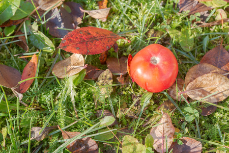 Red tomatoes on autumn grass with leaves in Sunny weatherの写真素材