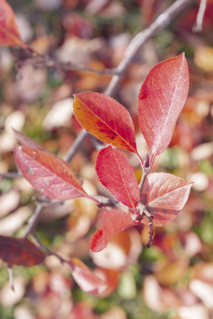 Branch with autumn leaves of black chokeberry Bushの写真素材