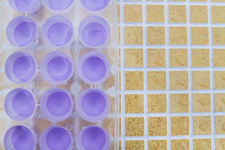 The water is poured into a purple plastic ice mold