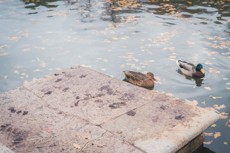 Ducks at the lake in the fall on the stairsの写真素材