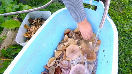 Freshly picked mushrooms in a basin washed with running waterの写真素材