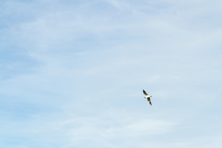 Bird Seagull flying in the sky in cloudy weatherの写真素材