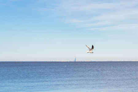 Bird Seagull flying in the sky in cloudy weatherの写真素材