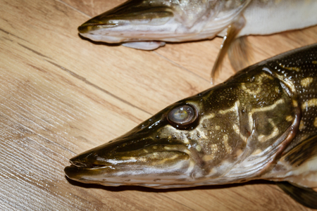 Freshly caught fish pike lying on a wooden backgroundの写真素材