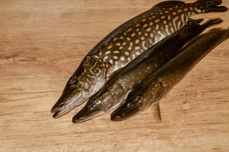 Freshly caught fish pike lying on a wooden backgroundの写真素材
