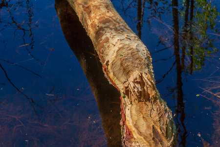 Beavers gnawed a tree in the forest in a small riverの写真素材