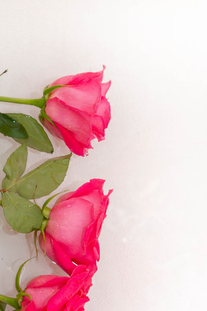 Big beautiful pink roses lie in the waterの写真素材