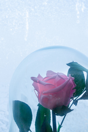 Pink rose in a glass bulb on the background of frozen windowの写真素材