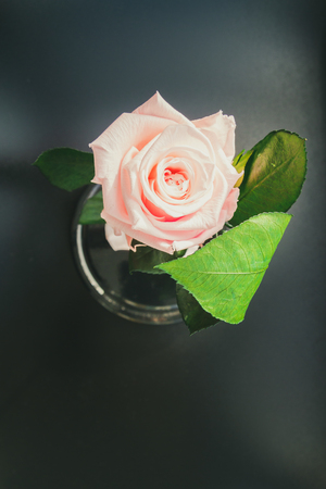 One beautiful blossoming pink rose on a black backgroundの写真素材