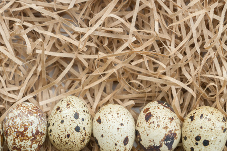 Quail spotted eggs lie on paper strips in the form of hay