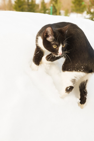 Black and white young cat walks on the street in winter on white snowの写真素材