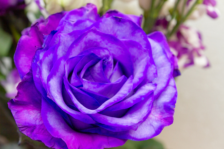 Beautiful lush purple rose flower in full bloomの写真素材
