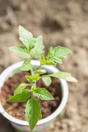 Young seedlings sprouted in a glass in early springの写真素材