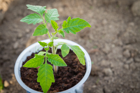 Young seedlings sprouted in a glass in early springの写真素材