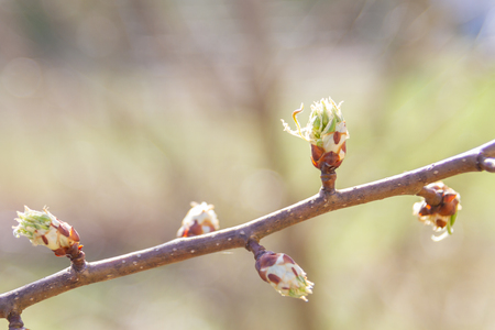 In early spring, the green leaves on the trees bloom from ripe budsの写真素材