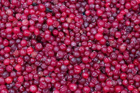 A lot of red cranberry berries collected in the forest