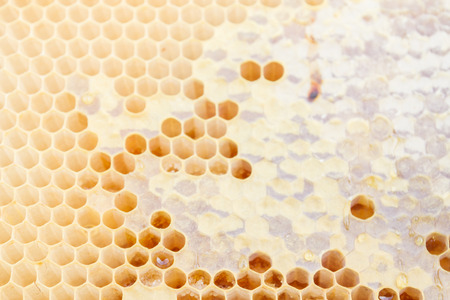 The yellow honeycombs from wax to honey to the bee houses