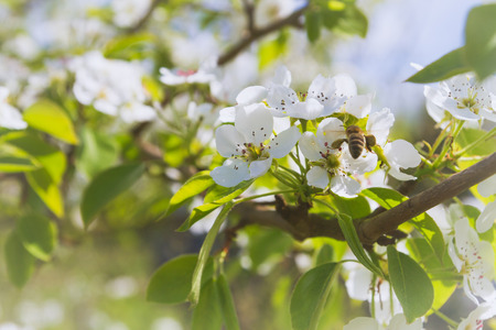 Bee collects nectar from white flowers of pear tree in late spring