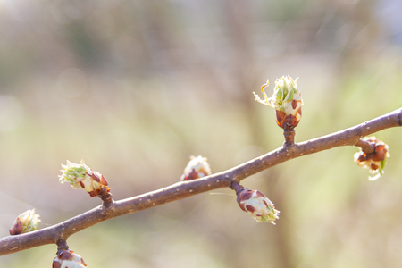 In early spring, the green leaves on the trees bloom from ripe budsの写真素材