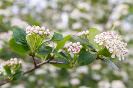 Blooms Bush black chokeberry in early summer white flowersの写真素材