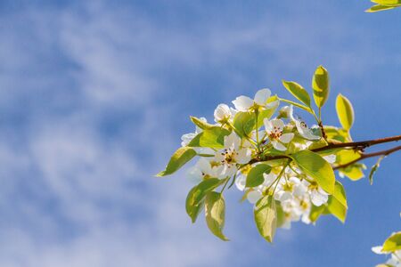 Blooming white pear tree flowers in late spring against the blue sky