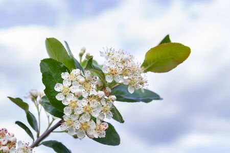Blooms Bush black chokeberry in early summer white flowersの写真素材