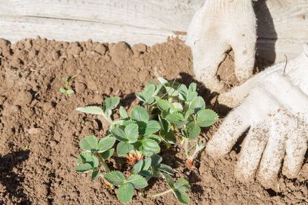An elderly man transplants strawberries in the garden in the springの写真素材