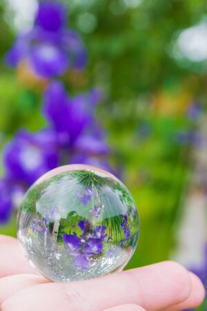 Iris flower is reflected in a glass ball in the summerの写真素材