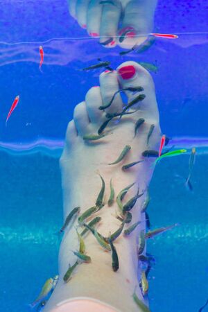 Fish Garra rufa in the aquarium treated feetの写真素材
