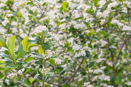 Blooms Bush black chokeberry in early summer white flowersの写真素材