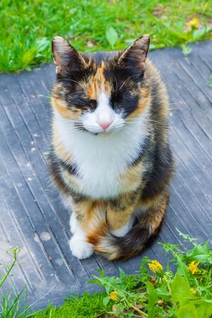 Colorful domestic cat sitting on the street in early springの写真素材