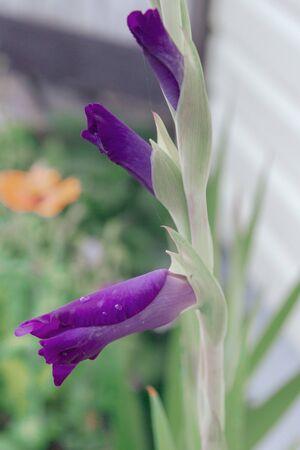 Purple gladiolus flower grows in the garden in summerの写真素材