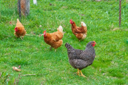 Chickens walk in the yard on the green grassの写真素材