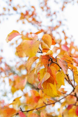 Autumn tree with yellow leaves in cloudy weatherの写真素材